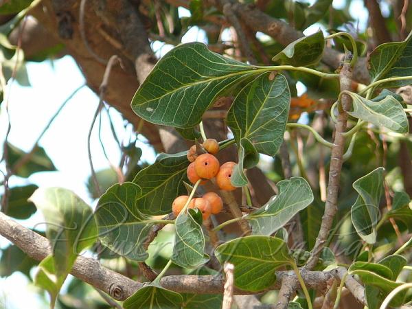 Krishna Fig